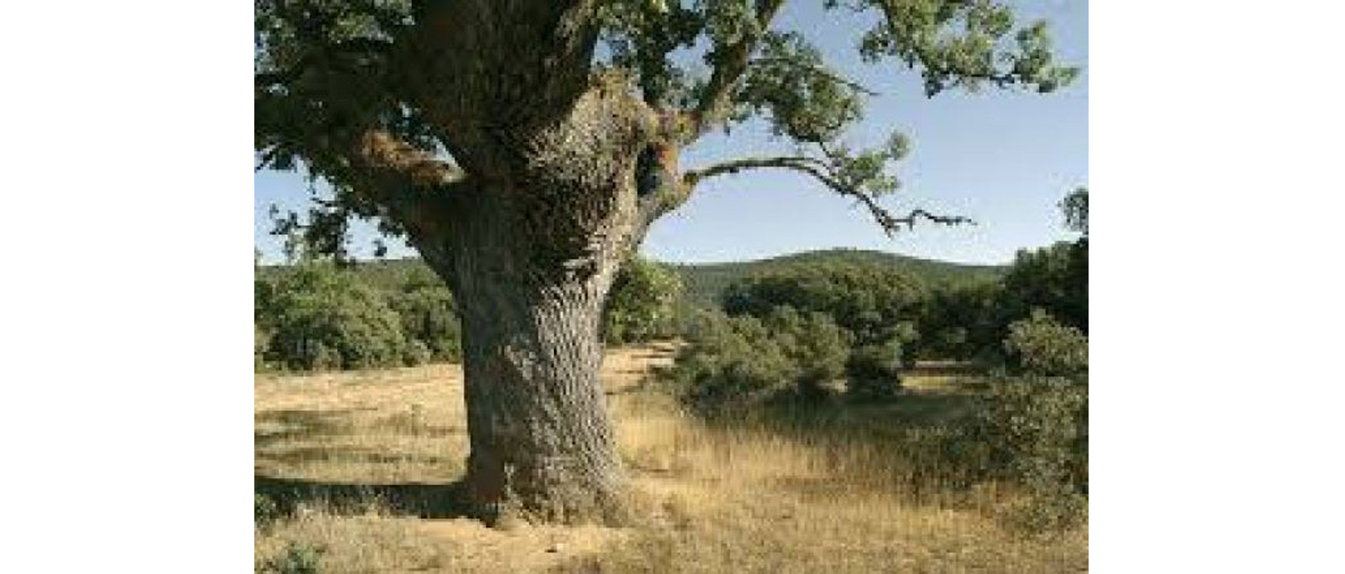 Ruta sendero iberico soriano