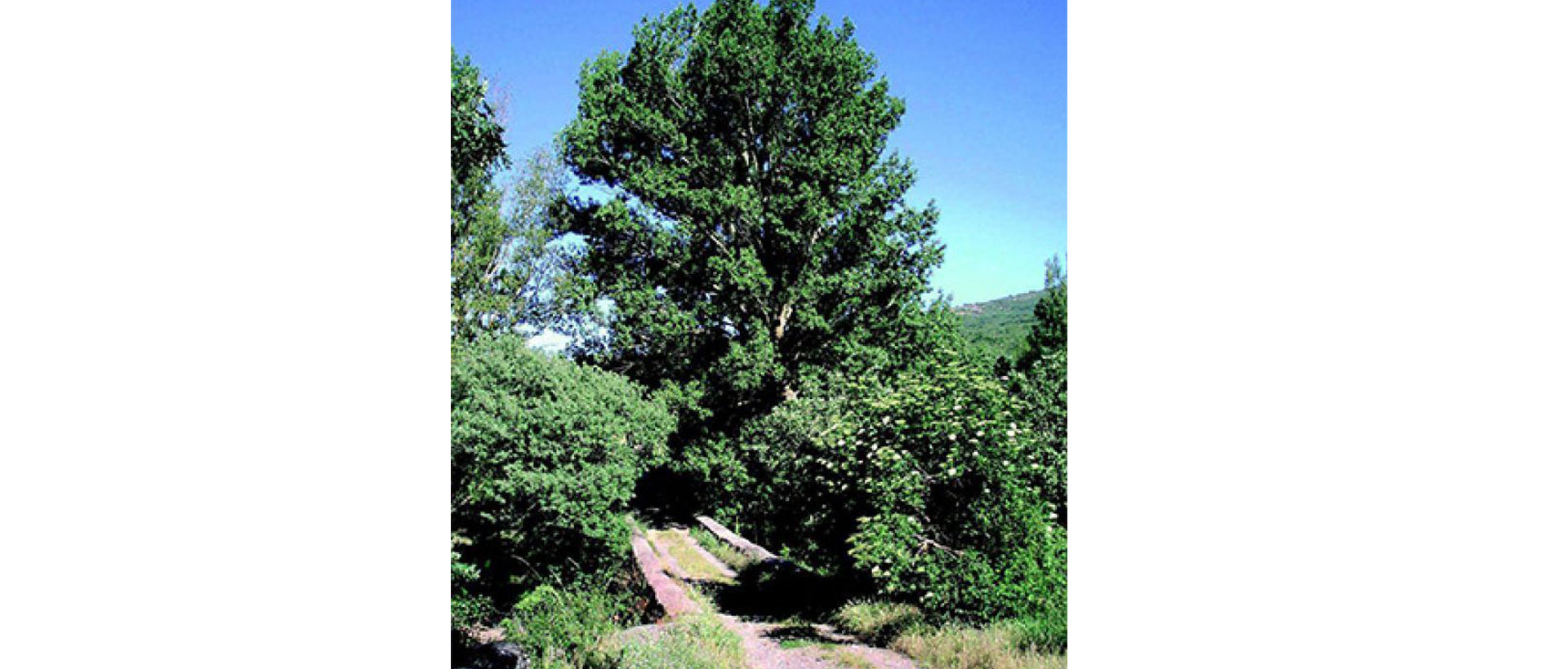 Ruta de los torreones